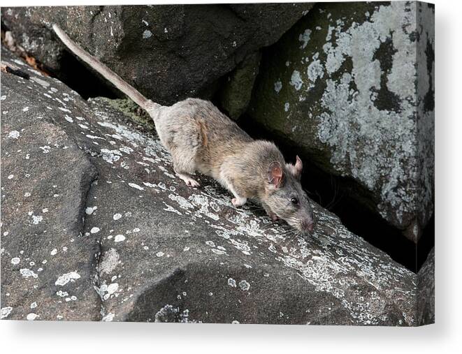 Allegheny Woodrat Canvas Print featuring the photograph Allegheny Woodrat Neotoma Magister #1 by David Kenny