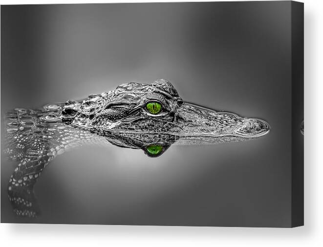 Aggression Canvas Print featuring the photograph Alligator by Peter Lakomy