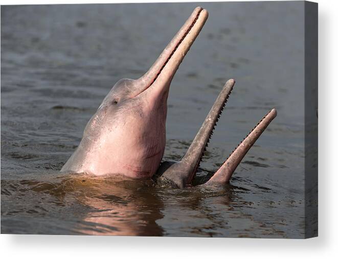 Amazon River Dolphin Canvas Print featuring the photograph Amazon River Dolphins #1 by M. Watson