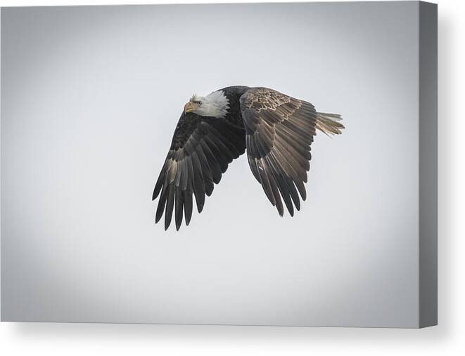 American Bald Eagle Canvas Print featuring the photograph American Icon #2 by Thomas Young