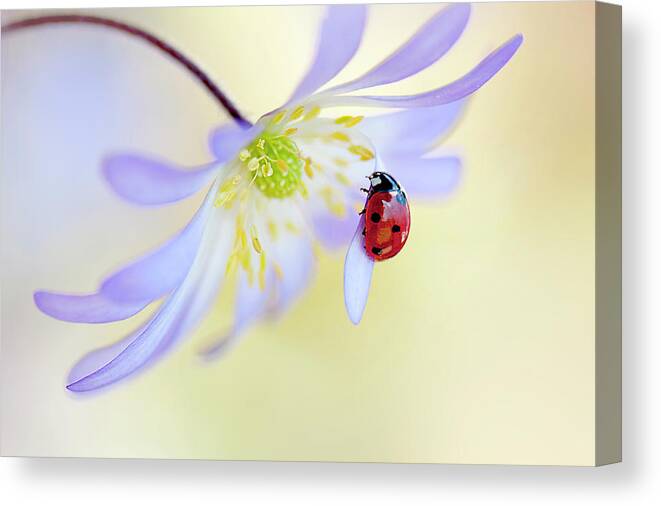 Ladybird Canvas Print featuring the photograph Anemone Lady #1 by Jacky Parker