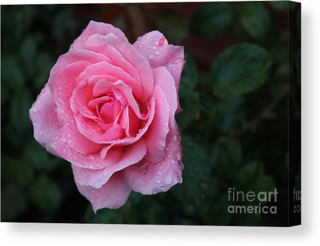 Angel Face Rose With Water Drops Canvas Print featuring the photograph Angel Face Rose #1 by Martin Valeriano