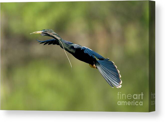Animal Canvas Print featuring the photograph Anhinga #1 by Anthony Mercieca