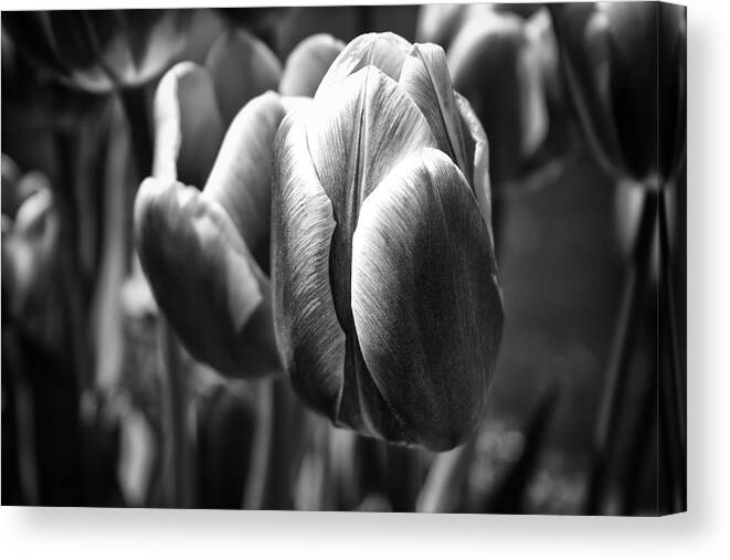 Canon T3i Canvas Print featuring the photograph Arboretum Tulips #1 by Ben Shields
