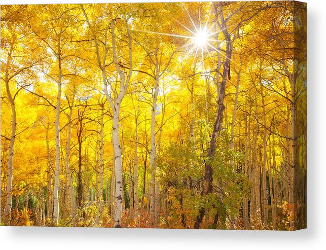 Aspens Canvas Print featuring the photograph Aspen Morning #1 by Darren White