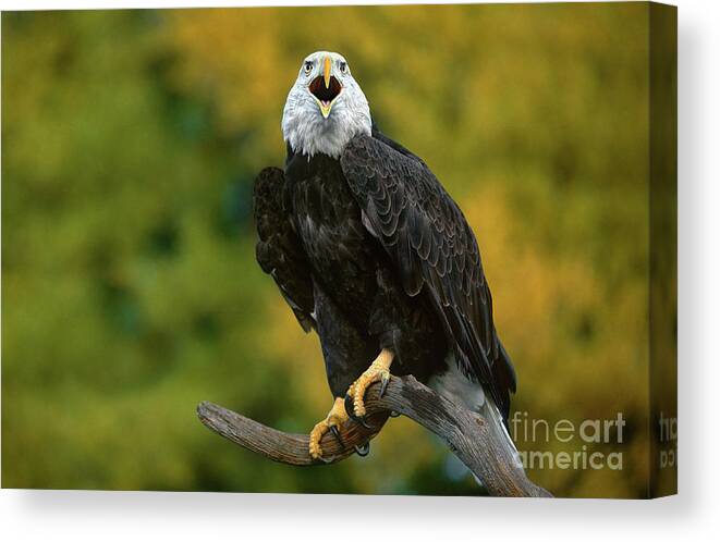 Dave Welling Canvas Print featuring the photograph Bald Eagle Hailaeetus Leucocephalus Wildlife Rescue #1 by Dave Welling