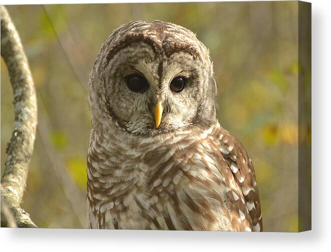 Barred Owl Canvas Print featuring the photograph Barred Owl #1 by Nancy Landry