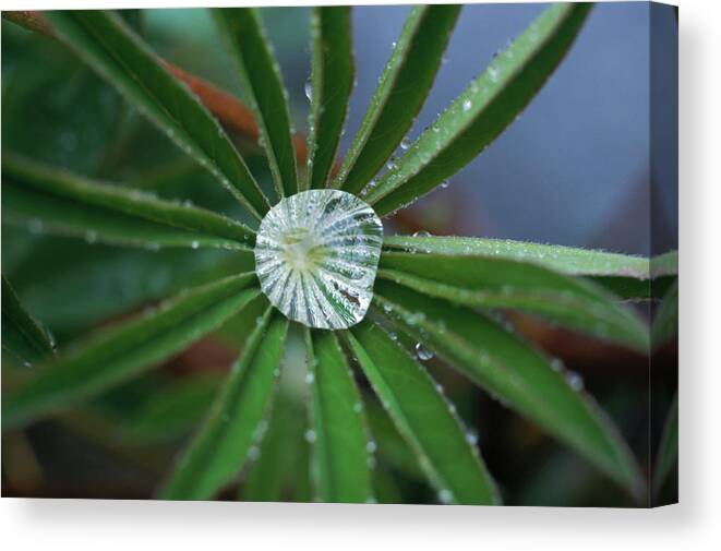 Alive Canvas Print featuring the photograph Beads Of Rainwater Collect #1 by David McLain