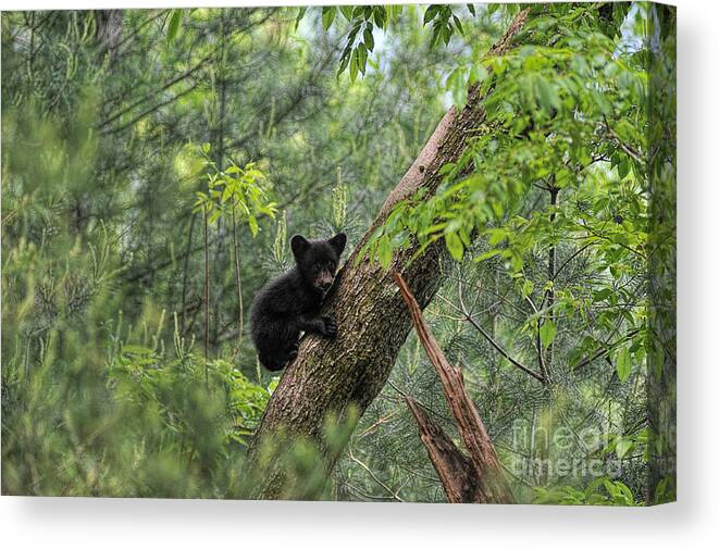 Bear Cub Canvas Print featuring the photograph Bear cub climbing tree looking out #1 by Dan Friend