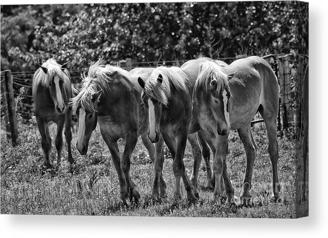 Belgian Draft Horses Canvas Print featuring the photograph Belgian Draft Horses #1 by Wilma Birdwell