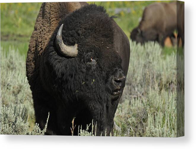 Bison Canvas Print featuring the photograph Bison #1 by Frank Madia