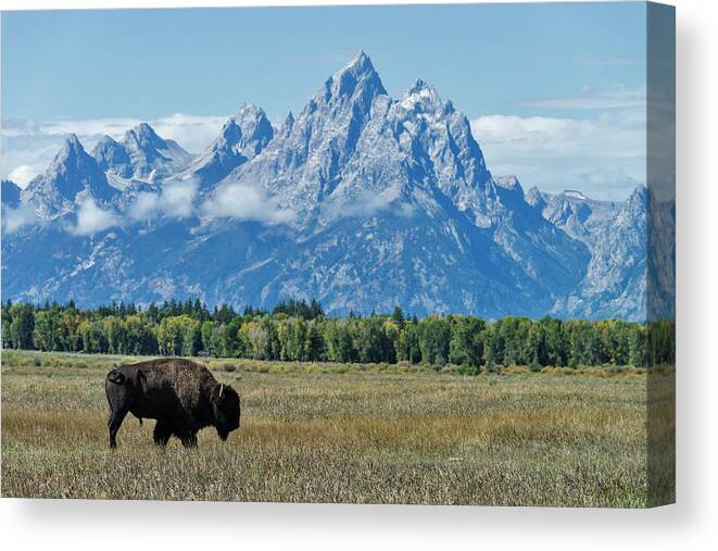 Grass Canvas Print featuring the photograph Bison In Grand Teton National Park #1 by Mark Newman