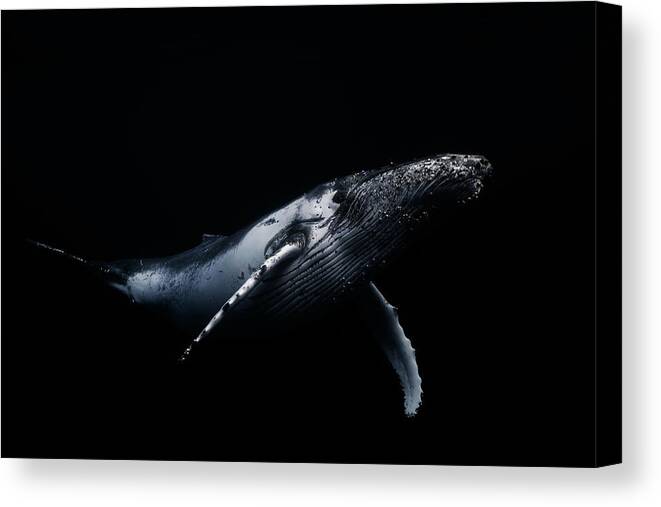 Humpback Canvas Print featuring the photograph Black & Whale by Barathieu Gabriel