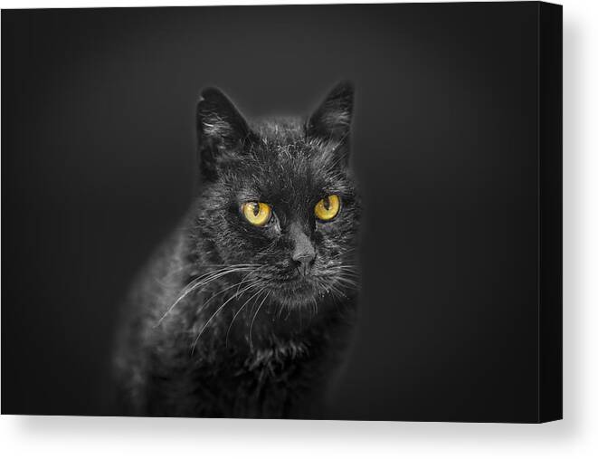 Animal Canvas Print featuring the photograph Black Cat by Peter Lakomy