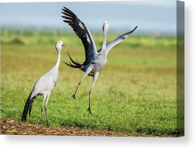 Animal Canvas Print featuring the photograph Blue Cranes #1 by Peter Chadwick