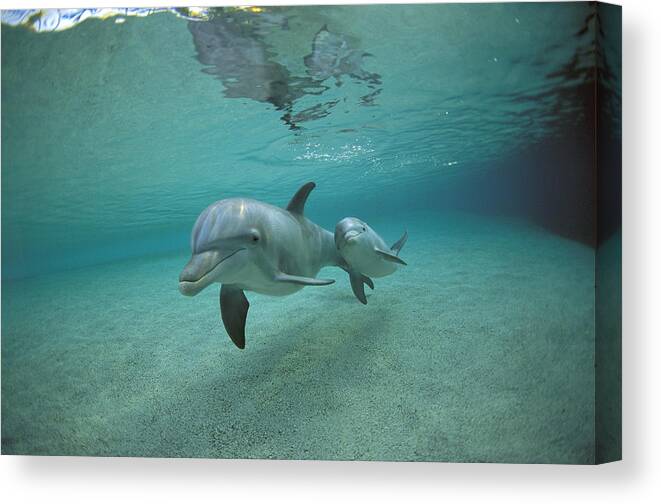 Feb0514 Canvas Print featuring the photograph Bottlenose Dolphin Mother And Young #1 by Flip Nicklin