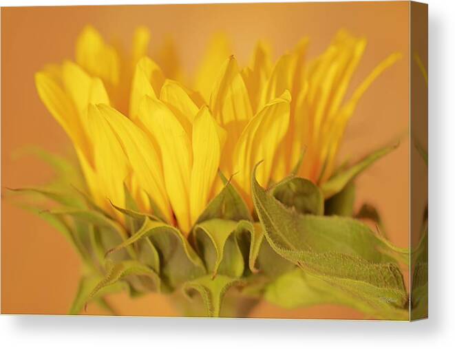 Sunflower Canvas Print featuring the photograph Bright and Sunny #2 by Deborah Crew-Johnson