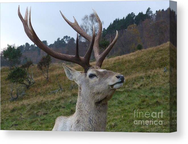 Bukhara Deer Canvas Print featuring the photograph Bukhara Stag #2 by Phil Banks