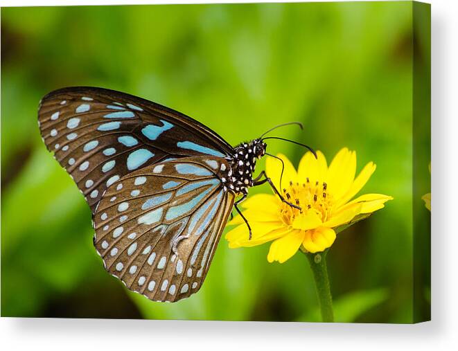 Blue Tiger Canvas Print featuring the photograph Butterfly - Blue Tiger #1 by SAURAVphoto Online Store