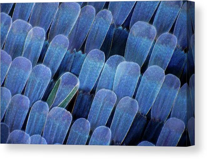 Macro Canvas Print featuring the photograph Butterfly Wing Scales #1 by Frank Fox