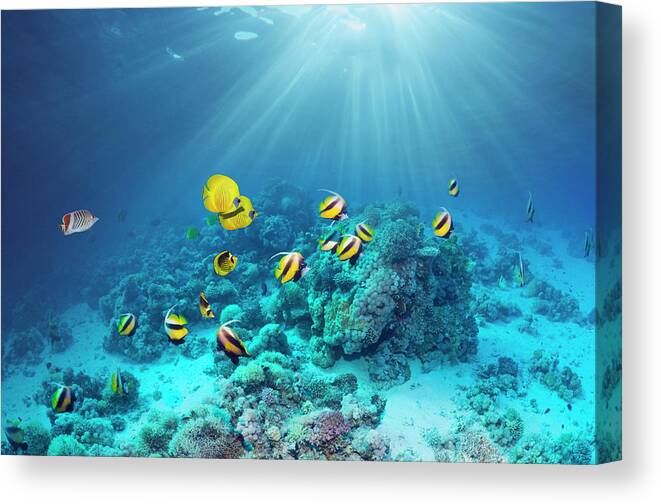 Red Sea Canvas Print featuring the photograph Butterflyfish Over Coral Reef #1 by Georgette Douwma