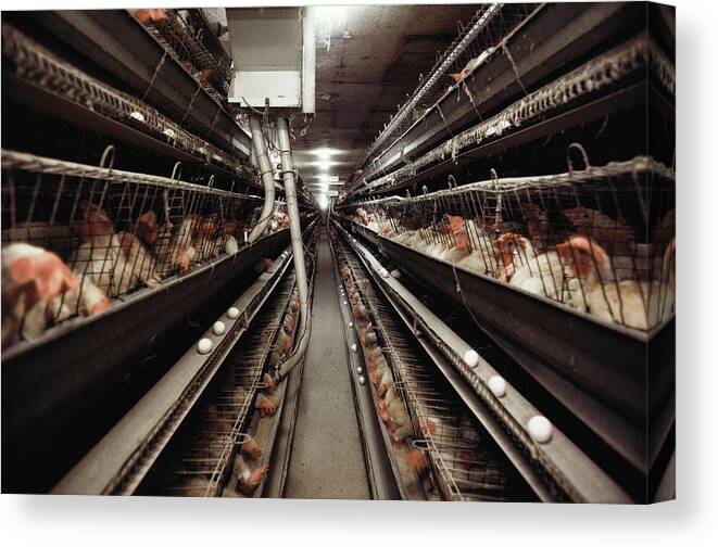 Factory Farming Canvas Print featuring the photograph Caged Chickens On A Battery Farm #1 by Peter Menzel/science Photo Library