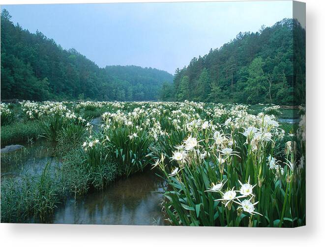 Alabama Canvas Print featuring the photograph Cahaba River With Lilies #1 by Jeffrey Lepore