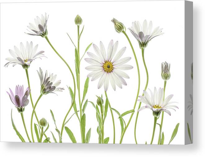 Osteospermum Canvas Print featuring the photograph Cape Daisies by Mandy Disher