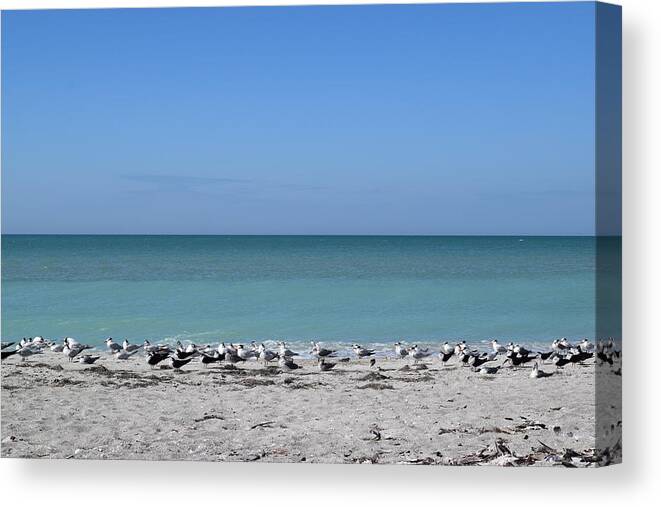 Sanibel Canvas Print featuring the photograph Captiva Terns #1 by Curtis Krusie