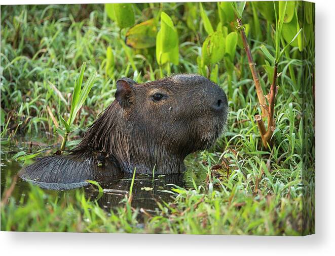Brazil Canvas Print featuring the photograph Capybara (hydrochoerus Hydrochaeris #1 by Pete Oxford