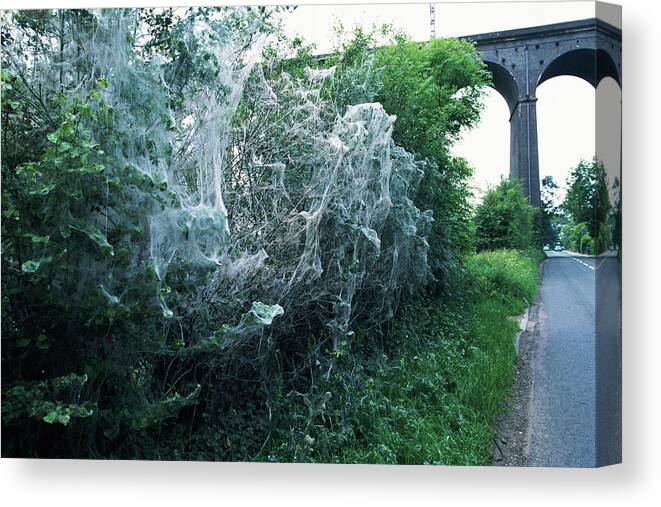 Web Canvas Print featuring the photograph Caterpillar Webs #1 by Leslie J Borg/science Photo Library