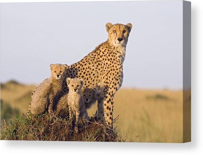 Suzi Eszterhas Canvas Print featuring the photograph Cheetah Mother And Cubs Maasai Mara #1 by Suzi Eszterhas