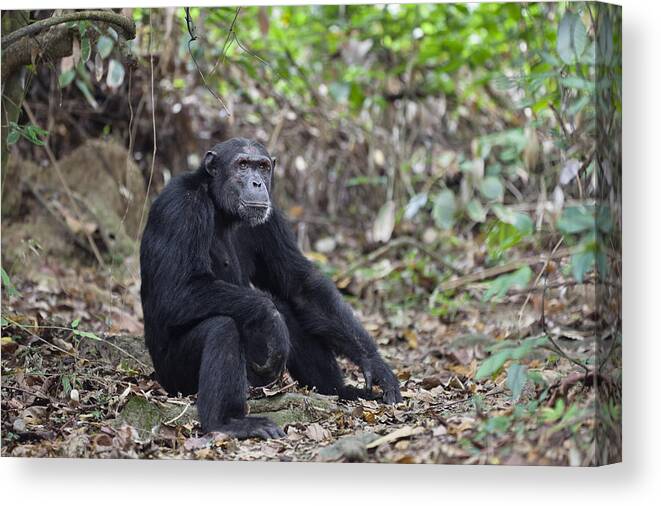 Feb0514 Canvas Print featuring the photograph Chimpanzee Male Tanzania #1 by Konrad Wothe