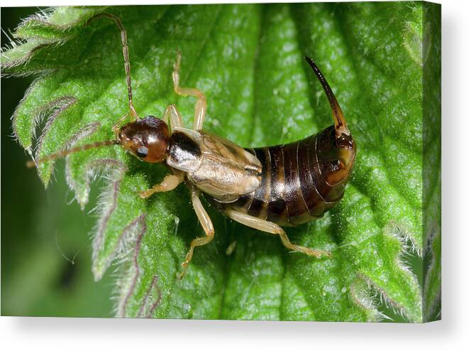 Insect Canvas Print featuring the photograph Common Earwig by Nigel Downer
