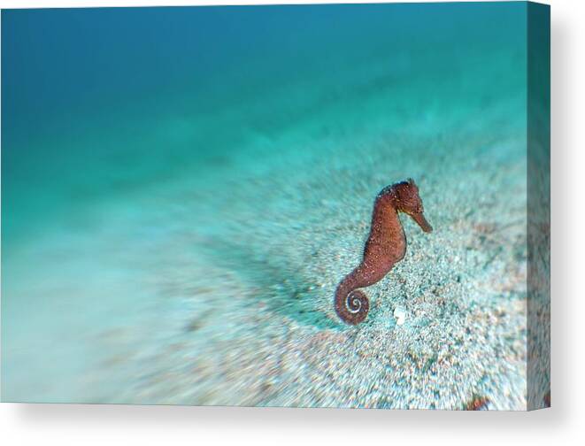 Animal Canvas Print featuring the photograph Common Seahorse #1 by Scubazoo/science Photo Library