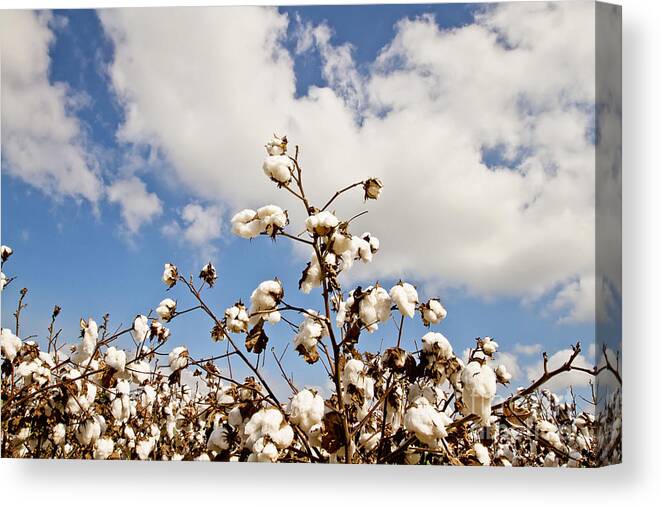 Plant Canvas Print featuring the photograph Cotton in the Sky by Scott Pellegrin