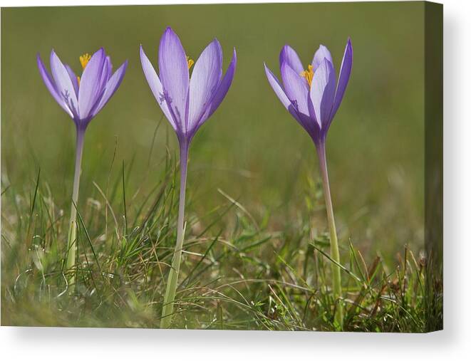 Nobody Canvas Print featuring the photograph Crocus (crocus Nudiflorus) Flower #1 by Bob Gibbons