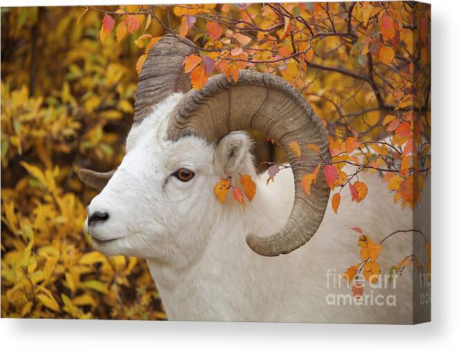00440933 Canvas Print featuring the photograph Dalls Sheep Ram in Denali by Yva Momatiuk and John Eastcott