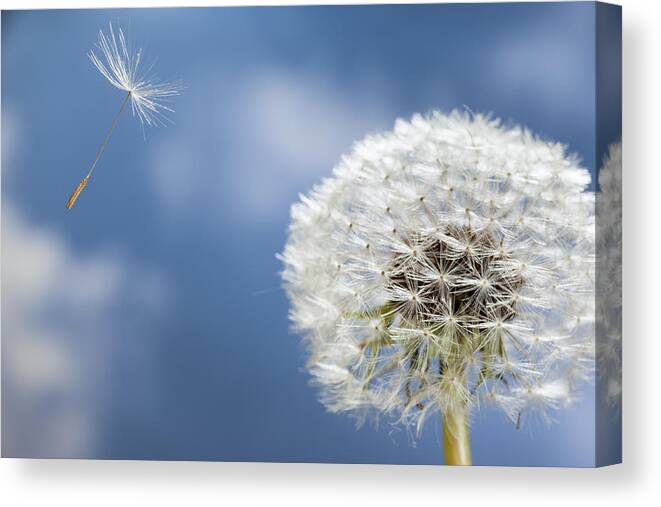 534795 Canvas Print featuring the photograph Dandelion Seed Being On The Wind Oregon #1 by Michael Durham