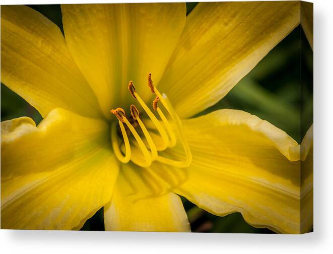 Daylily Canvas Print featuring the photograph Daylily by Frank Mari