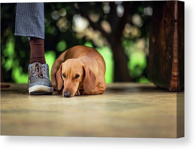 Animal Canvas Print featuring the photograph Dog Lying On Floor Under Table #1 by Ktsdesign