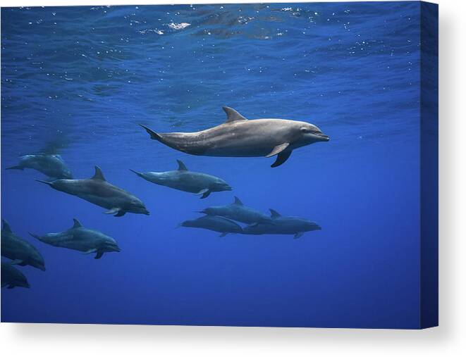 Dolphin Canvas Print featuring the photograph Dolphins #1 by Barathieu Gabriel