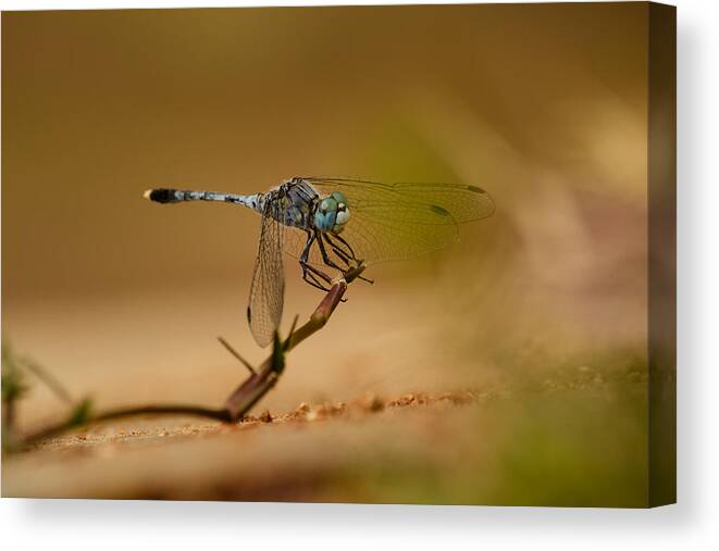Anisoptera Canvas Print featuring the photograph Dragonfly #1 by SAURAVphoto Online Store