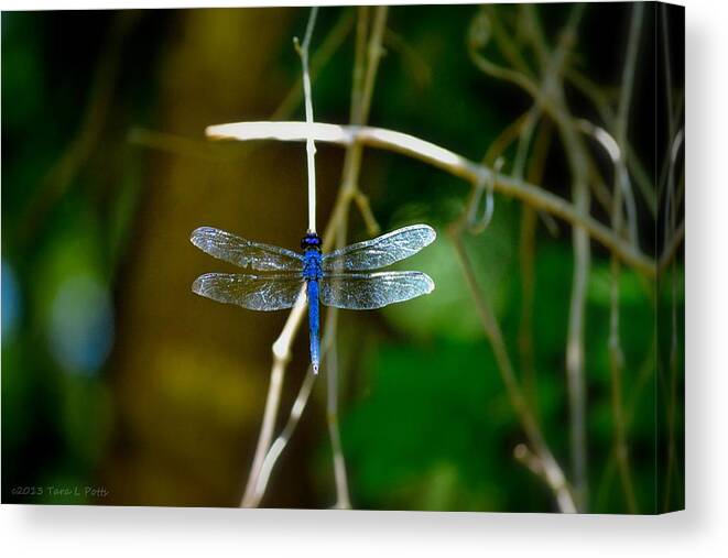 Dragonfly Canvas Print featuring the photograph Dragonfly #1 by Tara Potts