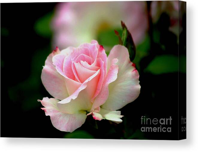 Roses Canvas Print featuring the photograph Dreamy #1 by Living Color Photography Lorraine Lynch