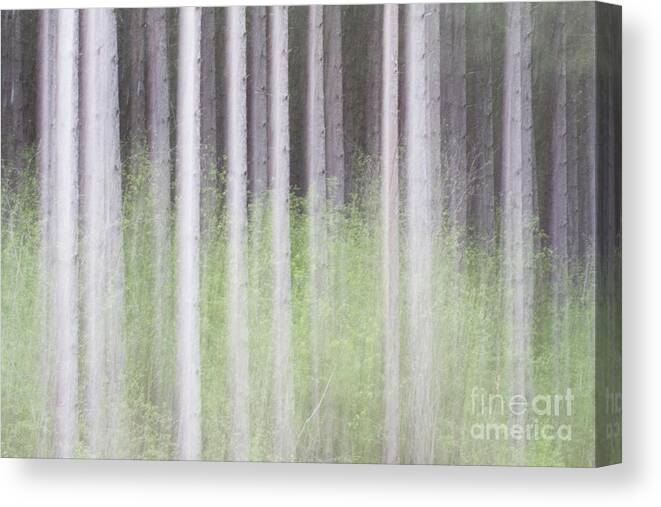Trees Canvas Print featuring the photograph Dreamy Trees #2 by Patty Colabuono
