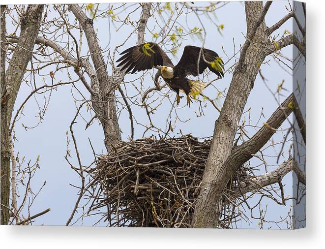 Adult Canvas Print featuring the photograph Eagle Nest #1 by Jack R Perry