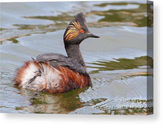 Eared Grebe Canvas Print featuring the photograph Eared Grebe #1 by Steve Javorsky
