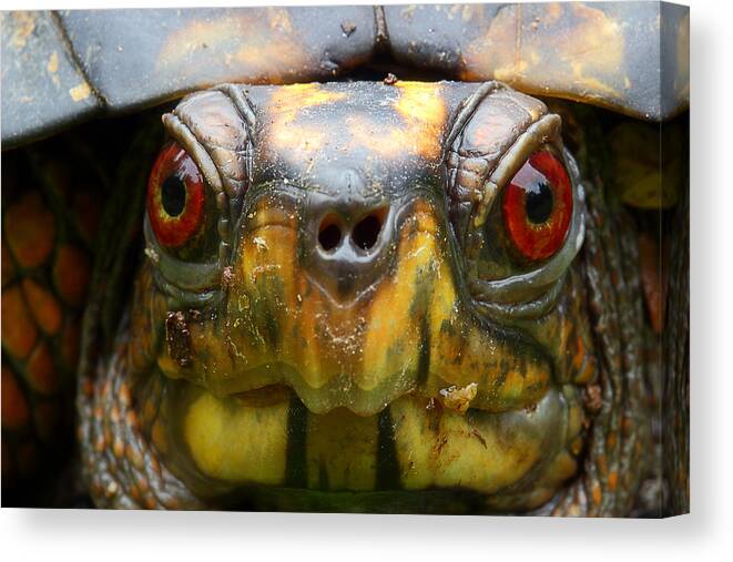 Eastern Box Turtle Canvas Print featuring the photograph Eastern Box Turtle 2 by Michael Eingle