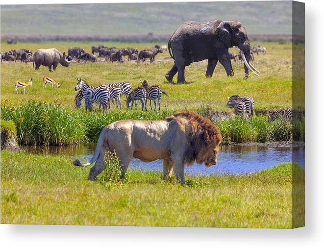 Scenics Canvas Print featuring the photograph Elephant and lion #1 by Ugurhan